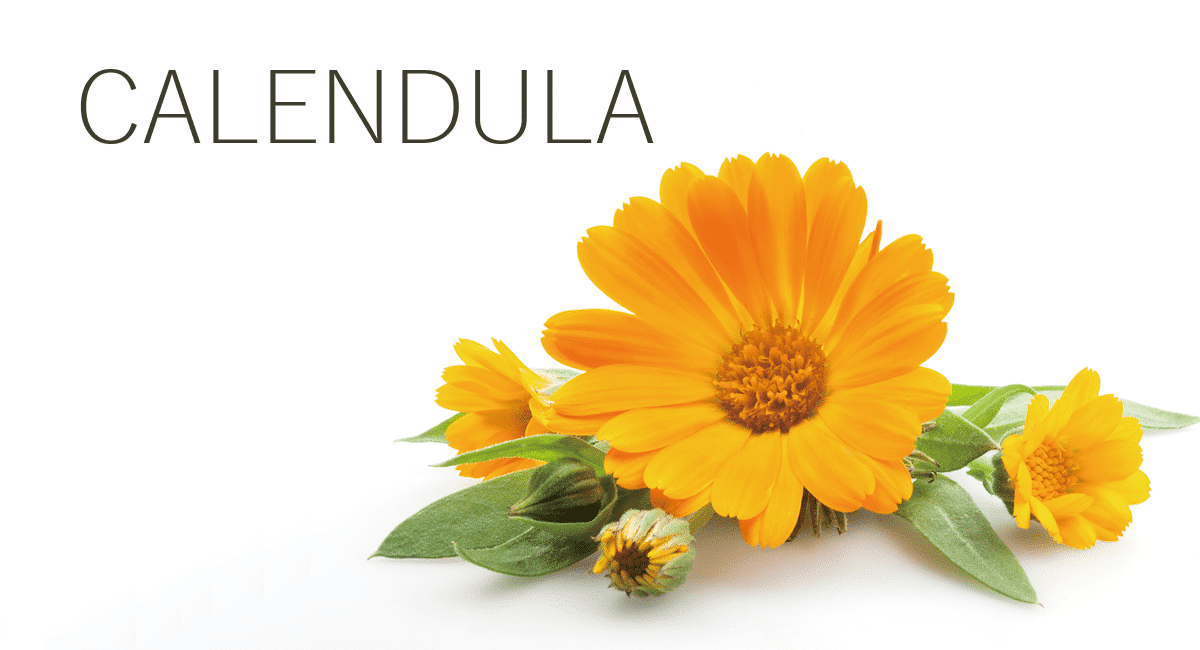 calendula, καλεντουλα, ομοιοπαθητικο, φαρμακο, ιδιοτητες