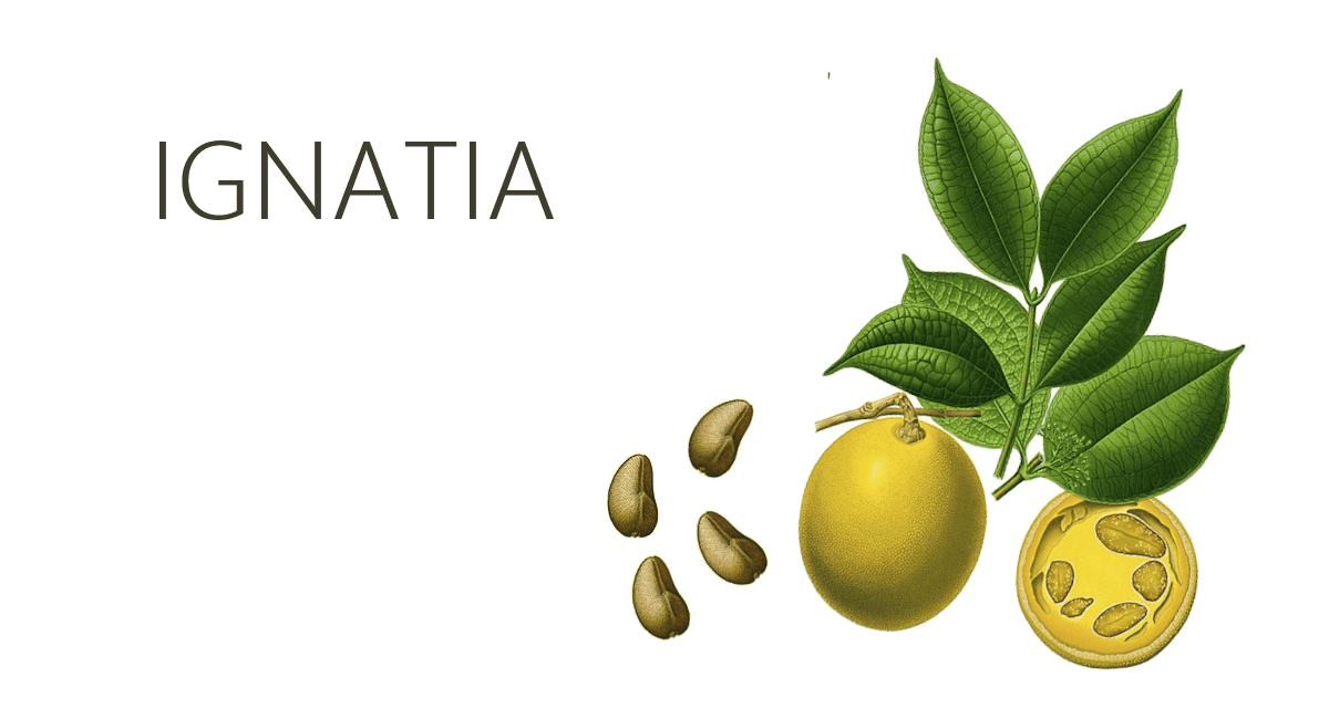 ignata, ιγνασια, ιγνατια, ignatia amara, ομοιοπαθητικo, φάρμακο, ομοιοπαθητικη
