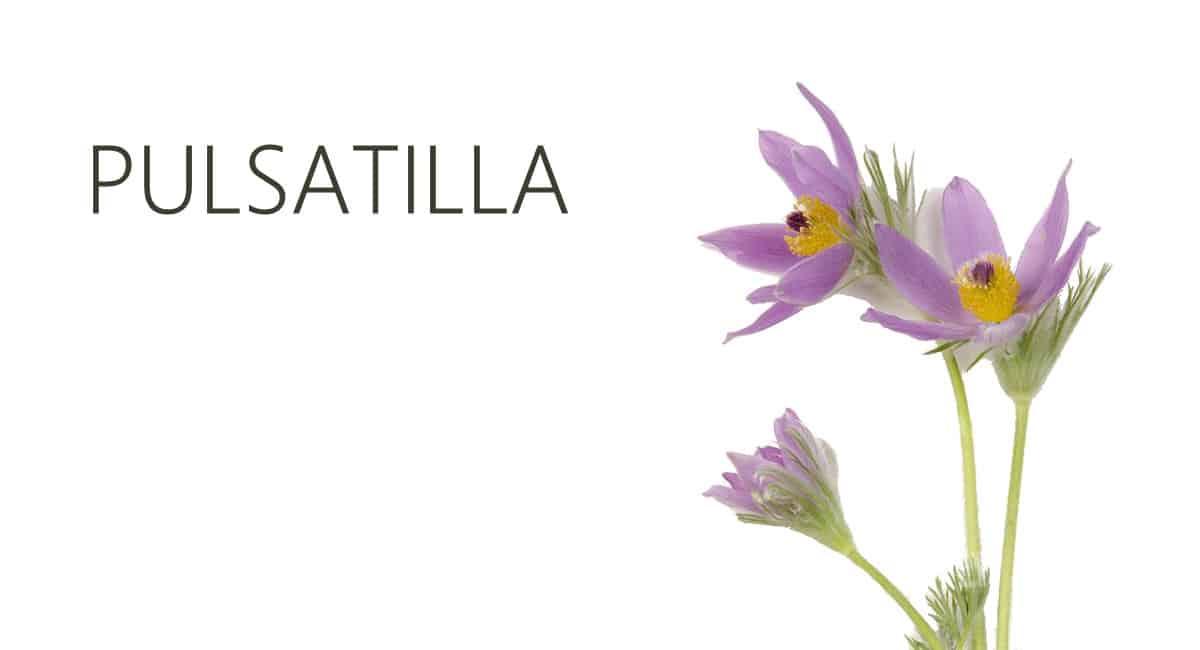 Pulsatilla, Ομοιοπαθητικό φάρμακο, Πουλσατιλα