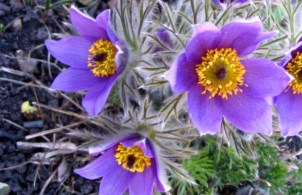 Pulsatilla, Ομοιοπαθητικό φάρμακο, Πουλσατιλα