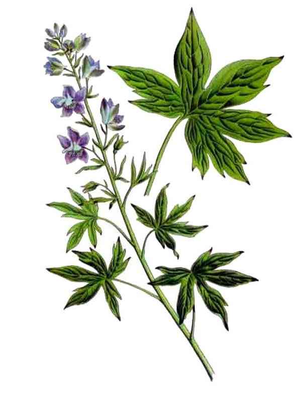 staphysagria ομοιοπαθητικό φάρμακο, staphisagria, σταφισαγκρια