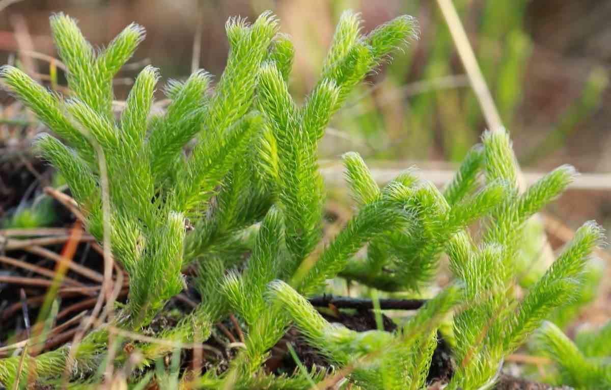 lycopodium, λυκοποντιουμ, ομοιοπαθητικο φαρμακο, ιδιοσυγκρασια, lycopontium