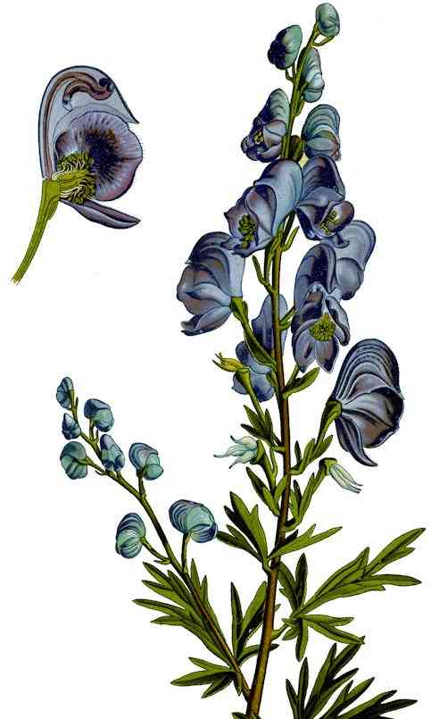 Aconitum, Ομοιοπαθητικό φάρμακο, Ιδιότητες, Ενδείξεις Ακονιτουμ