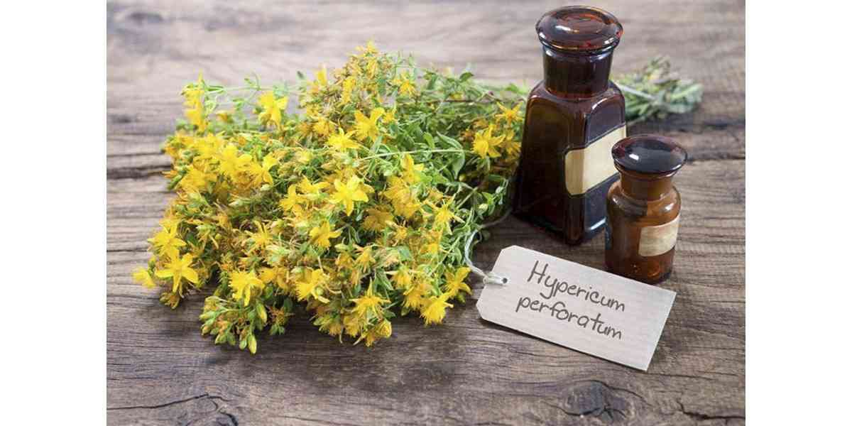 St. John’s Wort, κατάθλιψη, πως δρα το St. John’s Wort , χρήσεις St. John’s Wort, παρενέργειες St. John’s Wort