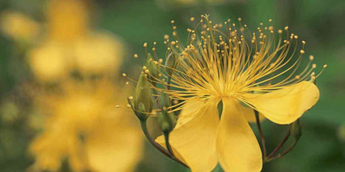 st johns wort βότανο κατάθλιψη, βαλσαμόχορτο, σπαθόχορτο