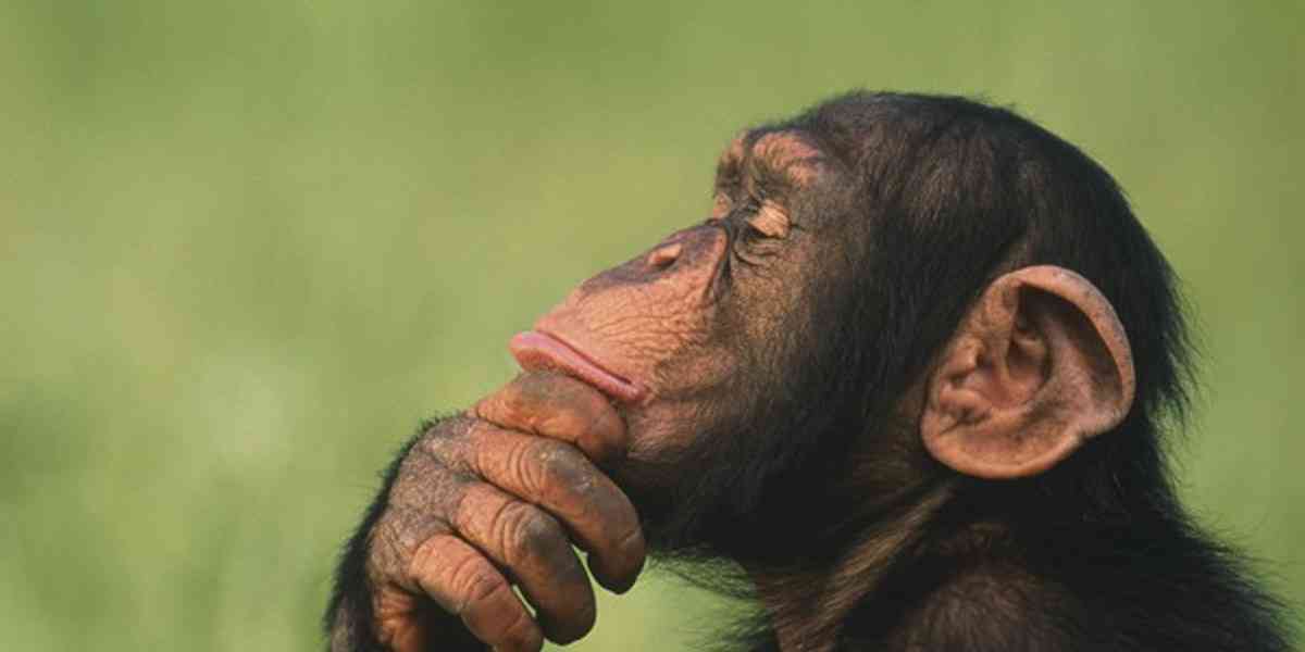 το παράδοξο του χιμπατζή, ο χιμπατζής μέσα μας, η συναισθηματική μας φύση, η ανθρώπινη φύση
