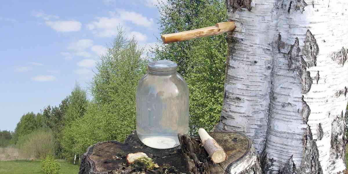 σημύδα, χρήσεις σημύδας, νερό σημύδας οφέλη νερού σημύδας