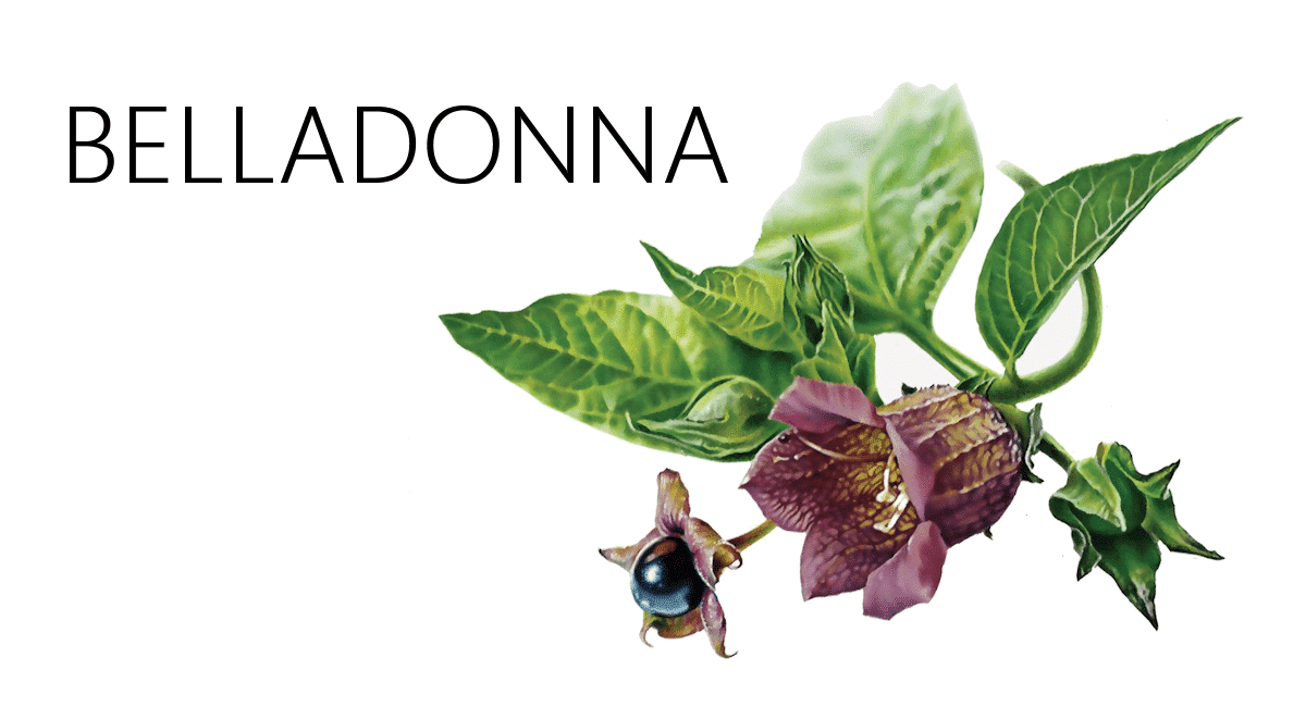 belladonna, μπελαντονα, ομοιοπαθητικό, φάρμακο, ενδείξεις, ιδιοτητες, πυρετος