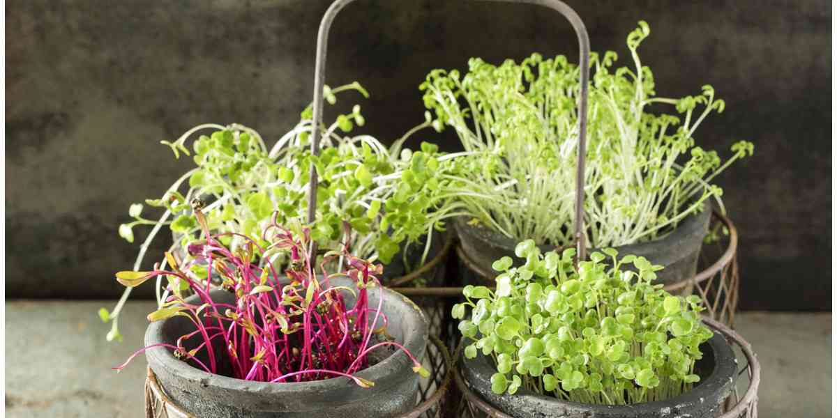 Microgreens, Τι είναι τα microgreens