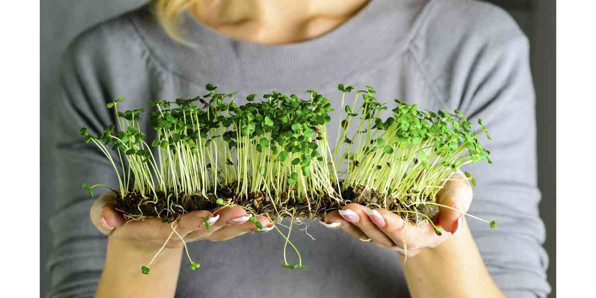Microgreens, Τι είναι τα microgreens, Θρεπτική αξία microgreens, Ιδιότητες microgreens, Αντιοξειδωτική δράση microgreens, Οφέλη microgreens