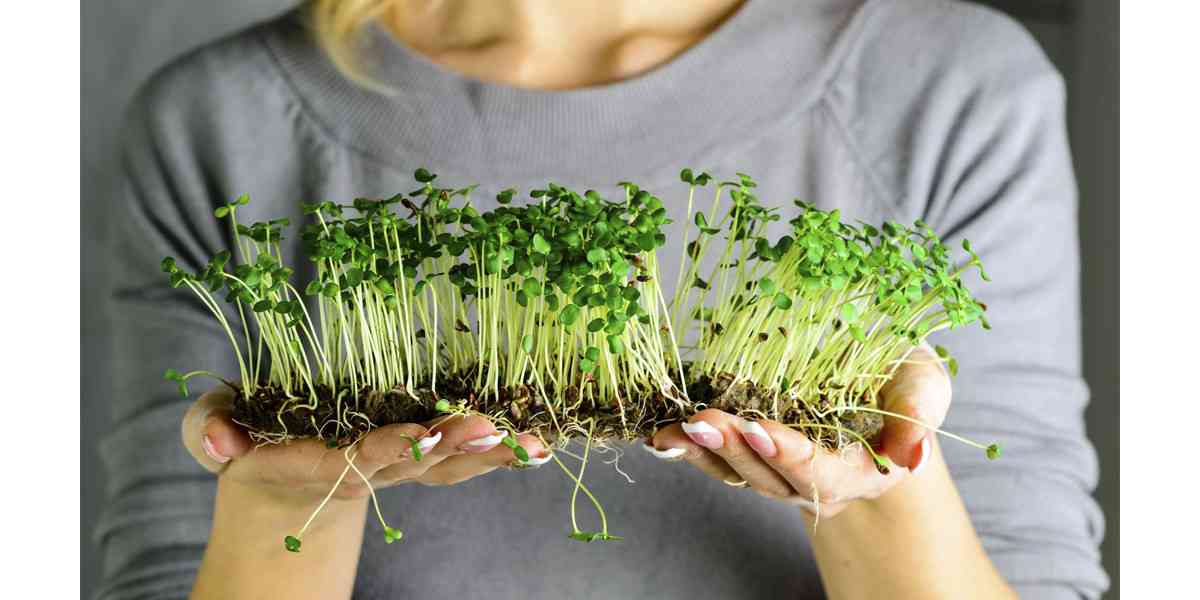 microgreens, τι είναι τα microgreens, θρεπτική αξία microgreens, ιδιότητες microgreens, αντιοξειδωτική δράση microgreens, οφέλη microgreens