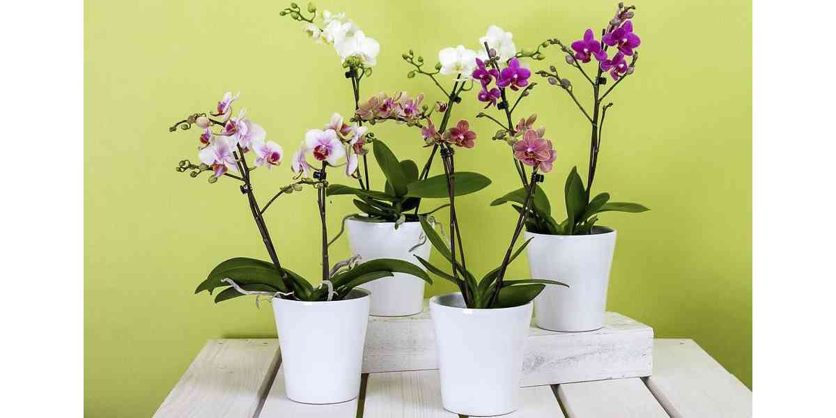 Feng shui, Φενγκ σουι, Τι είναι το feng shui, Λουλούδια, Φυτά