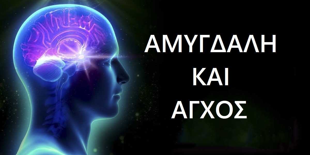 αμυγδαλή και άγχος, σχέση αμυγδαλής με το άγχος, μηχανισμός στρες, λειτουργίες αμυγδαλής, ρόλος αμυγδαλής, ρόλος αμυγδαλής στο άγχος, αντιμετώπιση άγχους, ψυχοθεραπεία για το άγχος