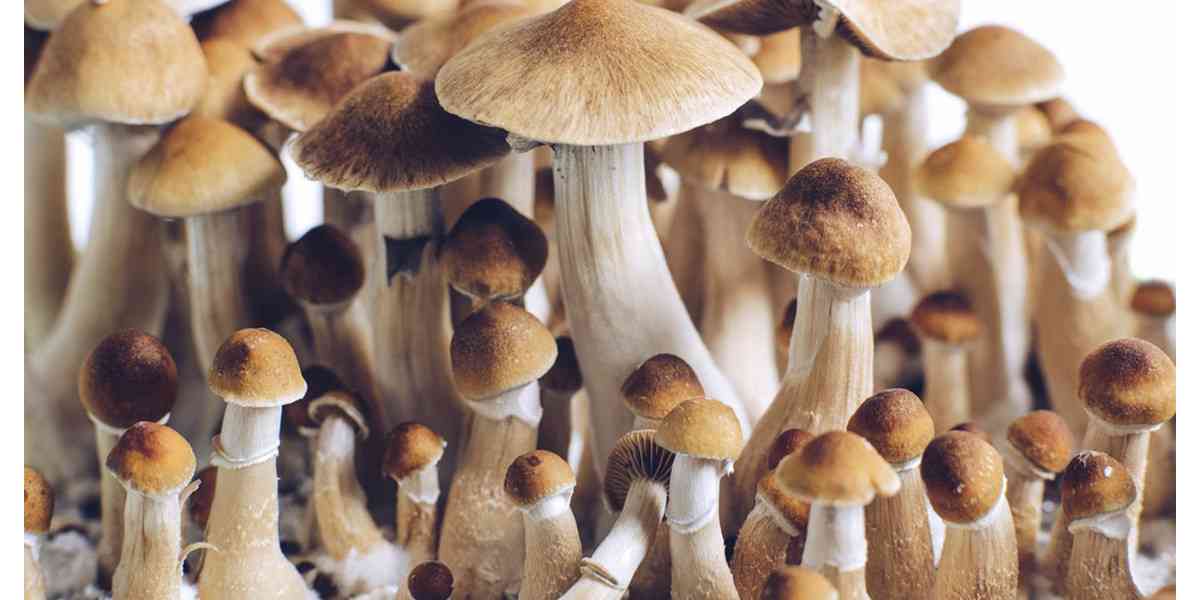 ψιλοκυβίνη, psilocybin, καταθλιψη, τι είναι η psilocybin, παρενεργειες,δράση