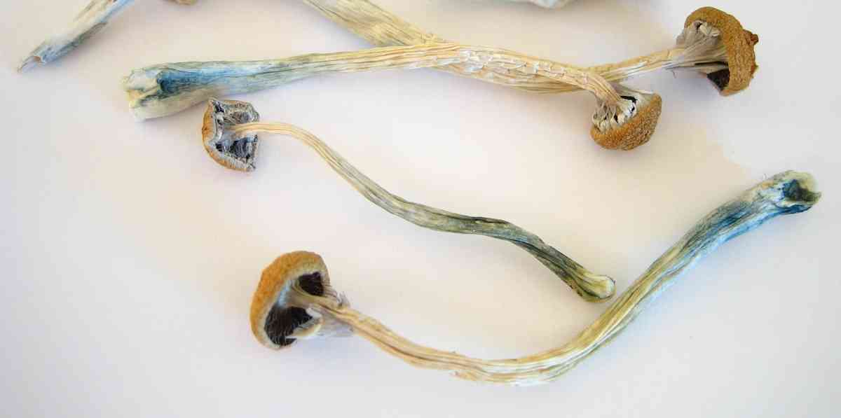 Ψιλοκυβίνη, Psilocybin, Κατάθλιψη, Μανιτάρια, Μαγικά μανιτάρια