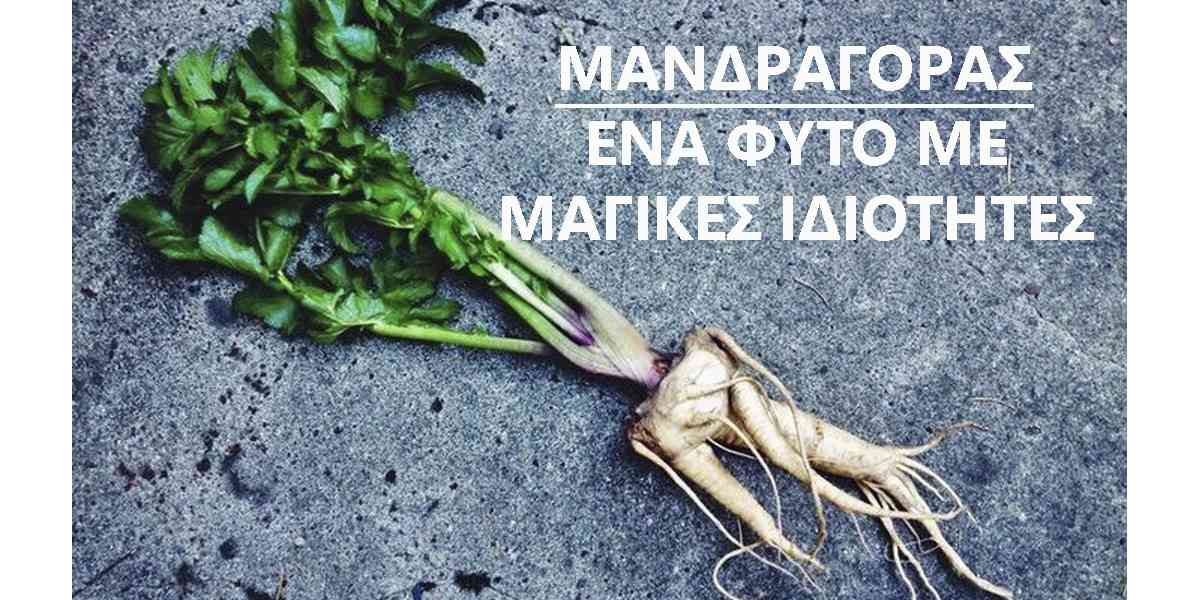 μανδραγόρας, τι είναι ο μανδραγόρας, ιδιότητες μανδραγόρα, χρήσεις μανδραγόρα, παρενέργειες μανδραγόρα