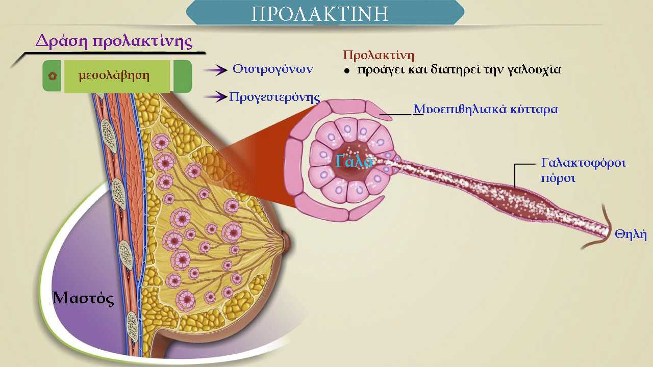 προλακτινη, δραση, καρκινος