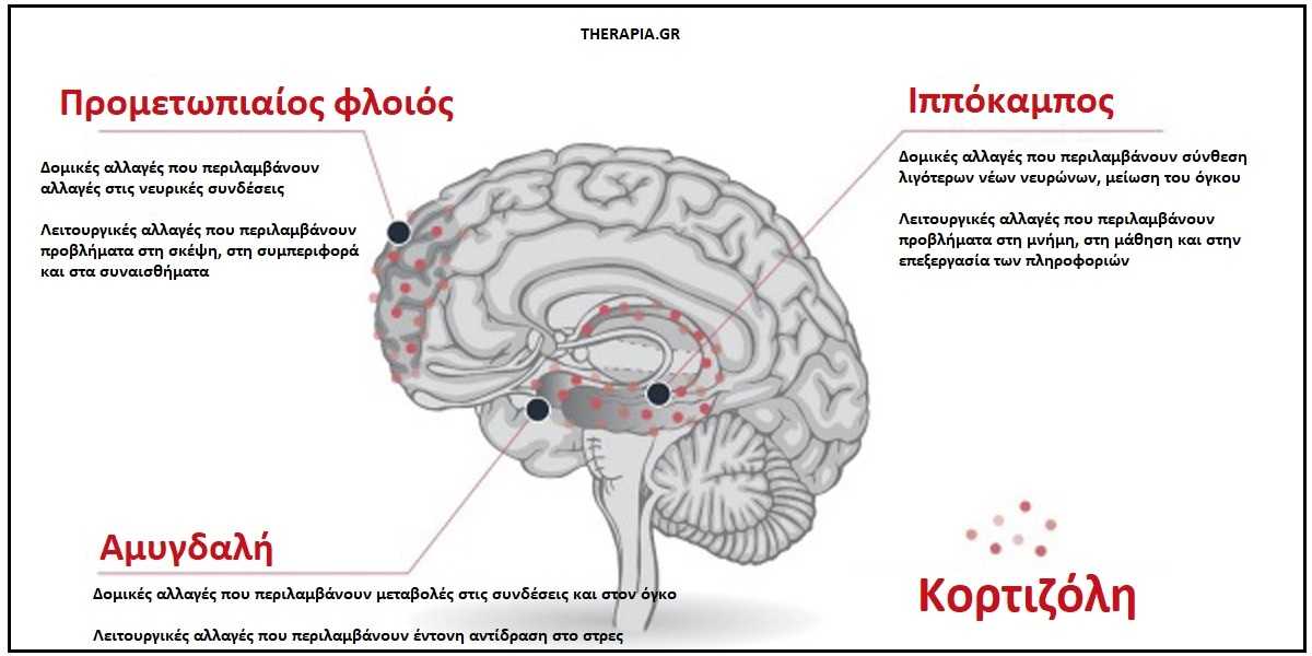 στρες, εγκεφαλος, αγχος, κορτιζολη, αμυγδαλη, ιπποκαμπος