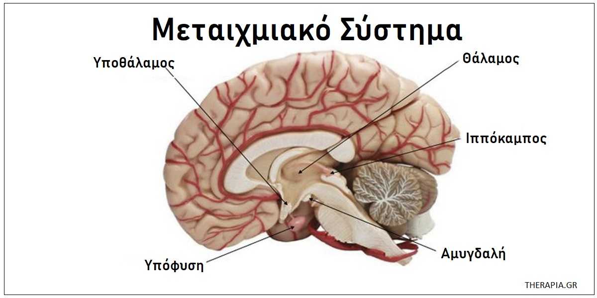Μέρη του εγκέφαλου και λειτουργίες