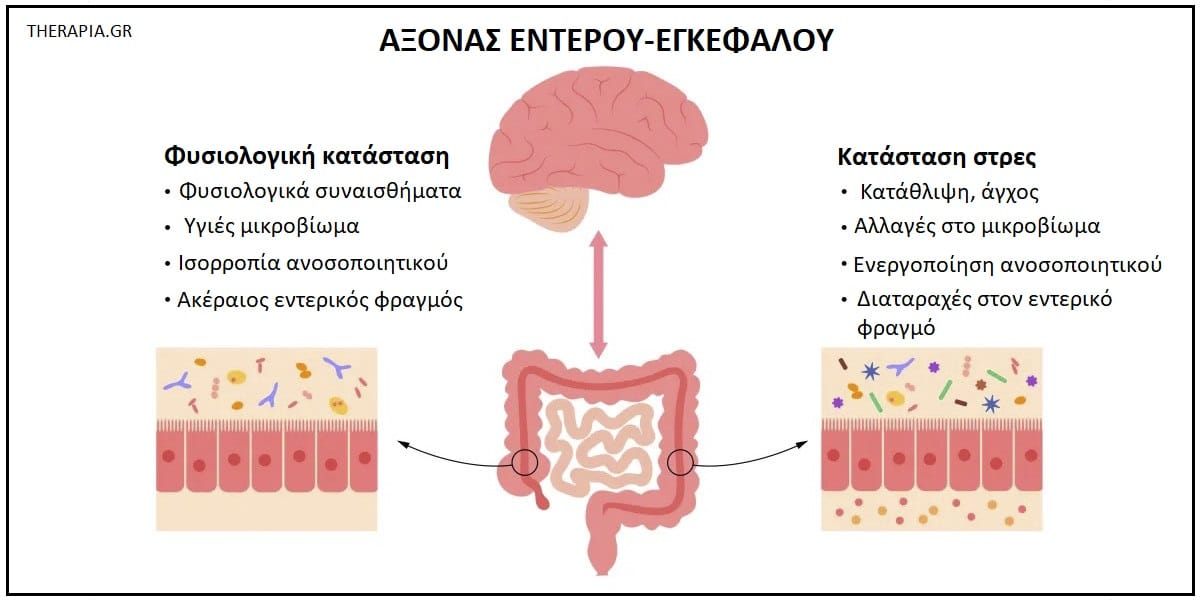 Προβιοτικά, Ψυχοβιοτικά, Στομάχι, Δεύτερος εγκέφαλος