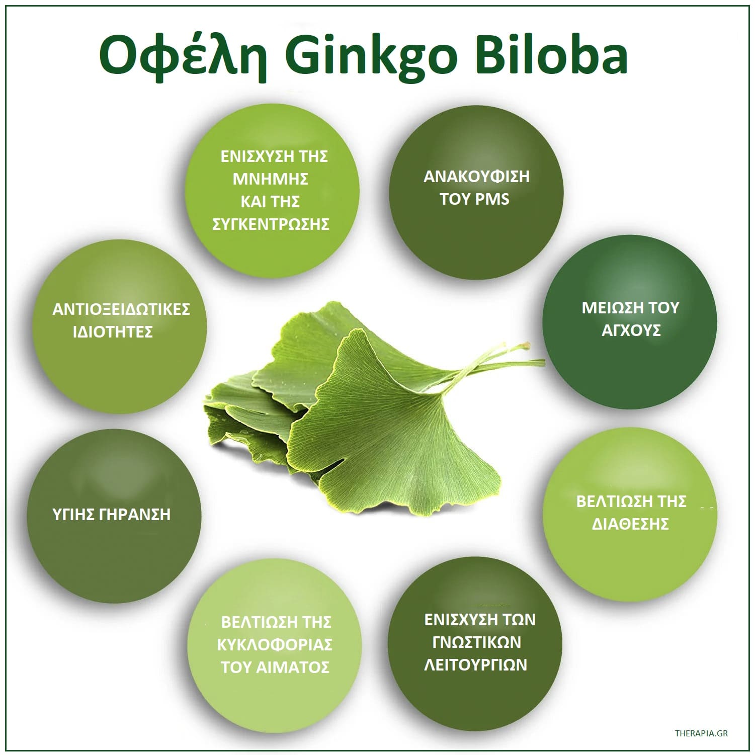 Ginkgo biloba , Χρήσεις Ginkgo biloba , Ιδιότητες Ginkgo biloba