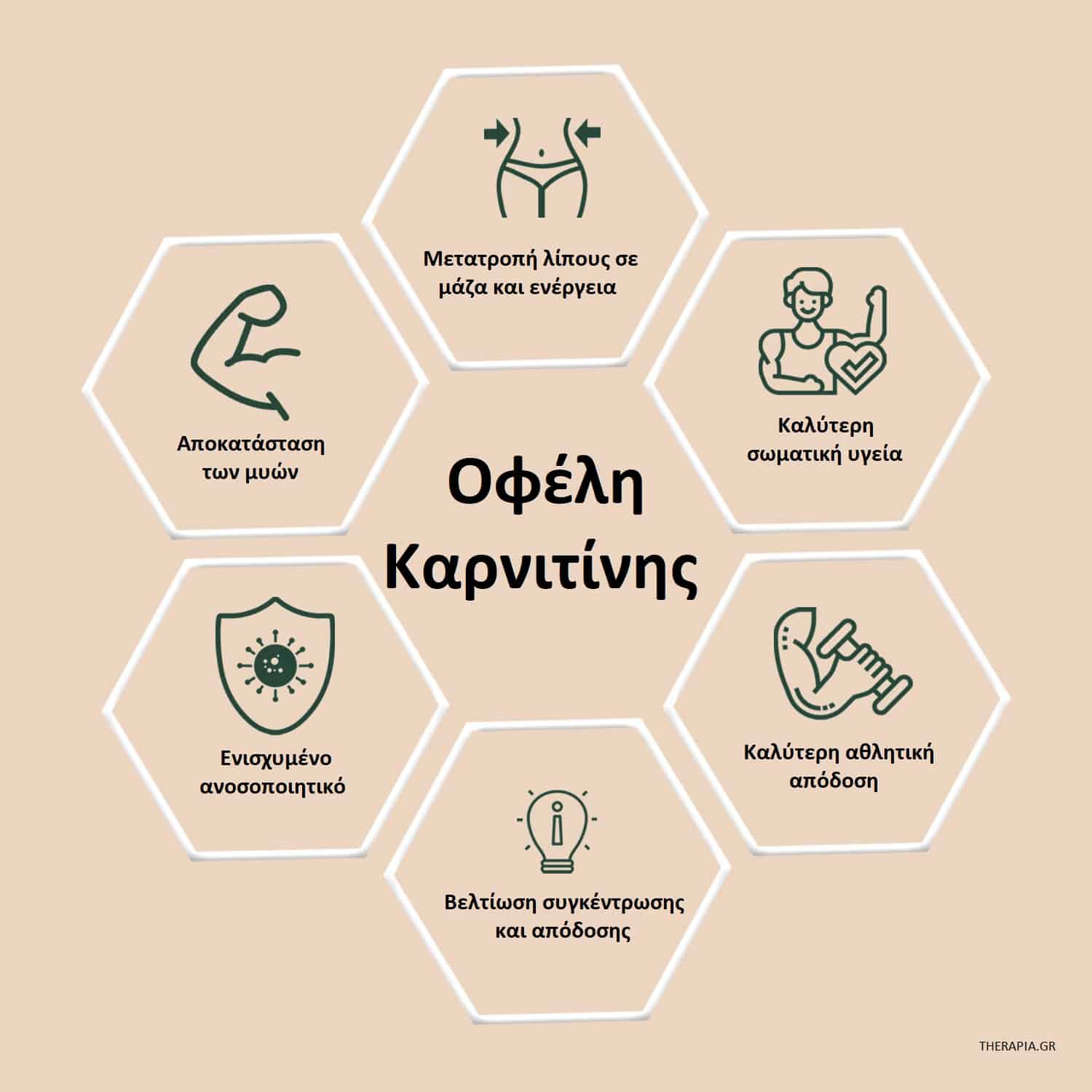 Καρνιτίνη, Οφέλη καρνιτίνης, Δράση καρνιτίνης