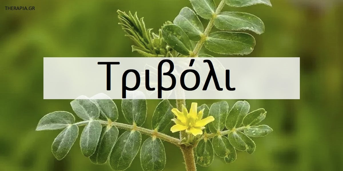 Τριβόλι, Τι είναι το τριβόλι, Τριβόλι χρήσεις, Τριβόλι οφέλη, τριβόλι ιδιότητες, Τριβόλι παρενέργειες