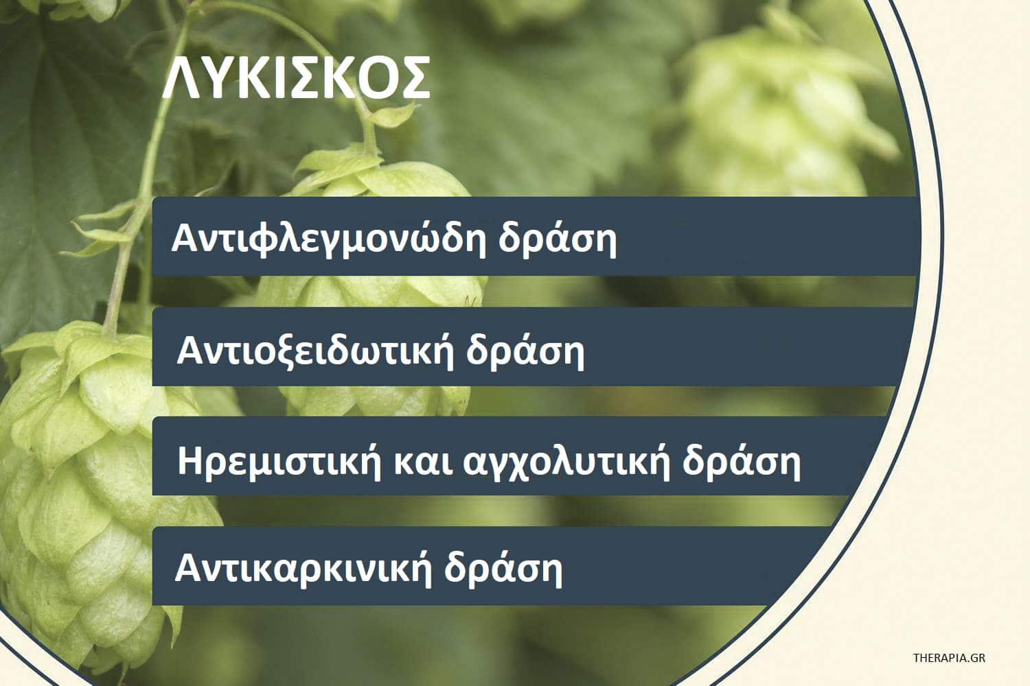 Λυκίσκος. Οφέλη λυκίσκου, Ιδιότητες λυκίσκου