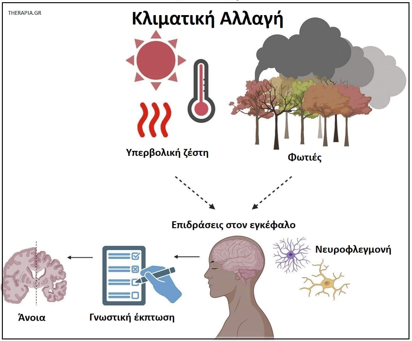 Υπερβολική ζέστη και εγκέφαλος, Υπερβολική ζέστη και ψυχική υγεία, Πως επηρεάζει η ζέστη τον εγκέφαλο