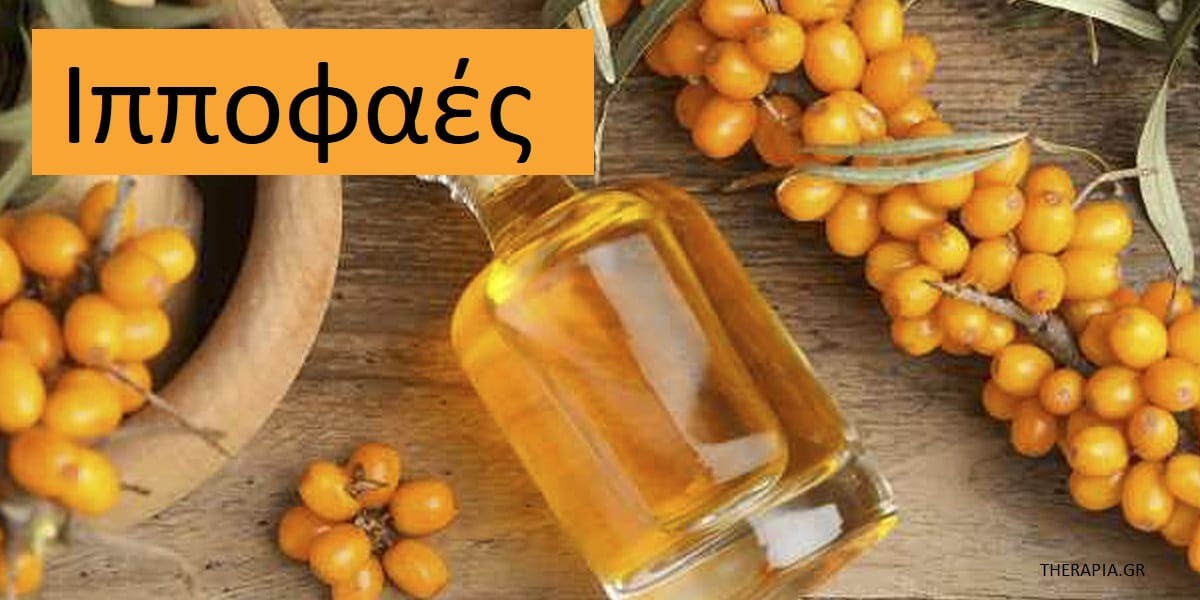Ιπποφαές, Ιπποφαές ιδιότητες, Ιπποφαές δράση, Ιπποφαές οφέλη, Ιπποφαές παρενέργειες, Πόσο ιπποφαές πρέπει να τρώμε καθημερινά, Ιπποφαές αλληλεπίδραση με φάρμακα
