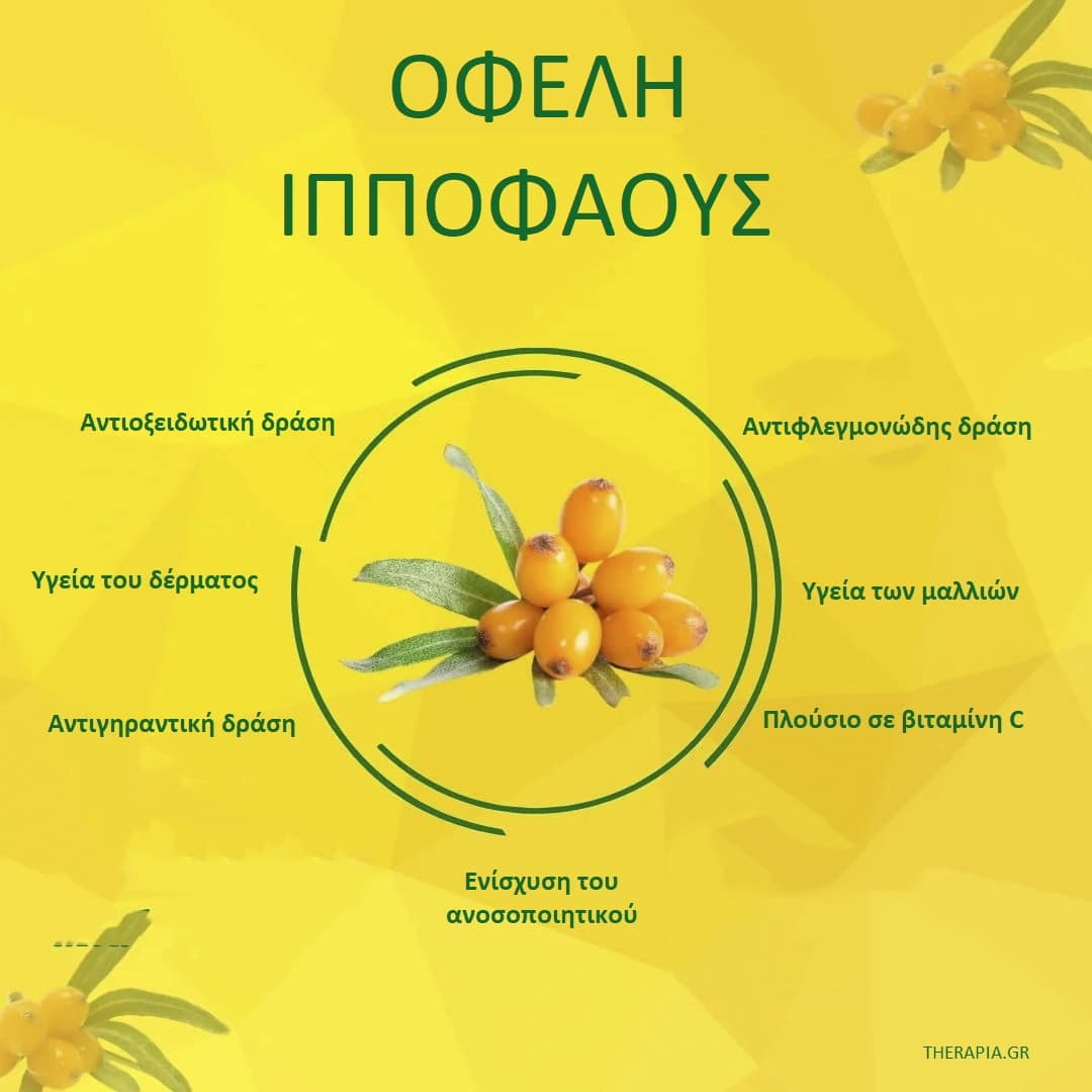 Ιπποφαές, Ιπποφαές οφέλη, Ιπποφαές ιδιότητες