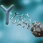 Αυτοάνοσα, Νοσήματα, Autoimmune diseases