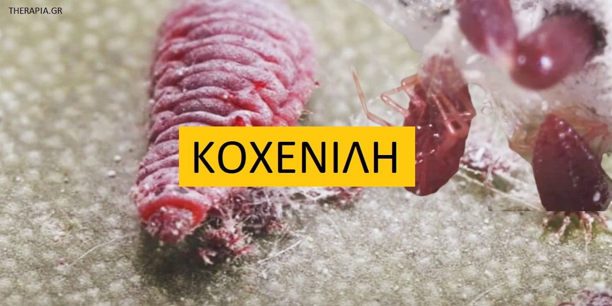 Κοχενίλη, Τροφές που περιέχουν κοχενίλη, Χρήσεις κοχενίλης