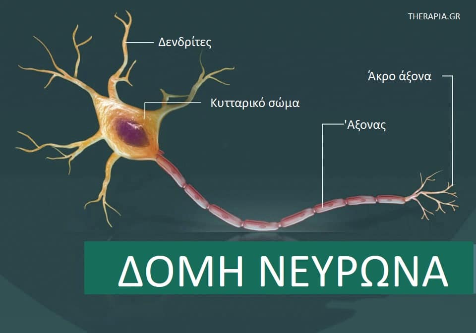 Νευρώνες, Δομή νευρώνα, Λειτπυργια νευρώνα
