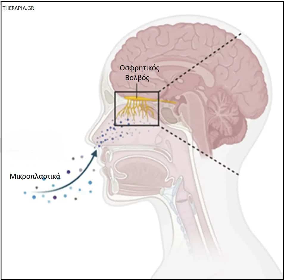 Μικροπλαστικά, Εγκέφαλος, Οσφρητικό σύστημα και μικροπλαστικά