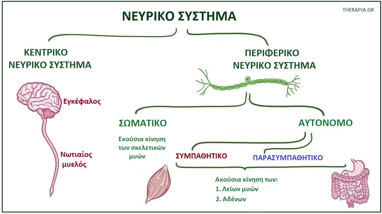 Νευρικό σύστημα, Παρασυμπαθητικό νευρικό σύστημα, Εγκέφαλος