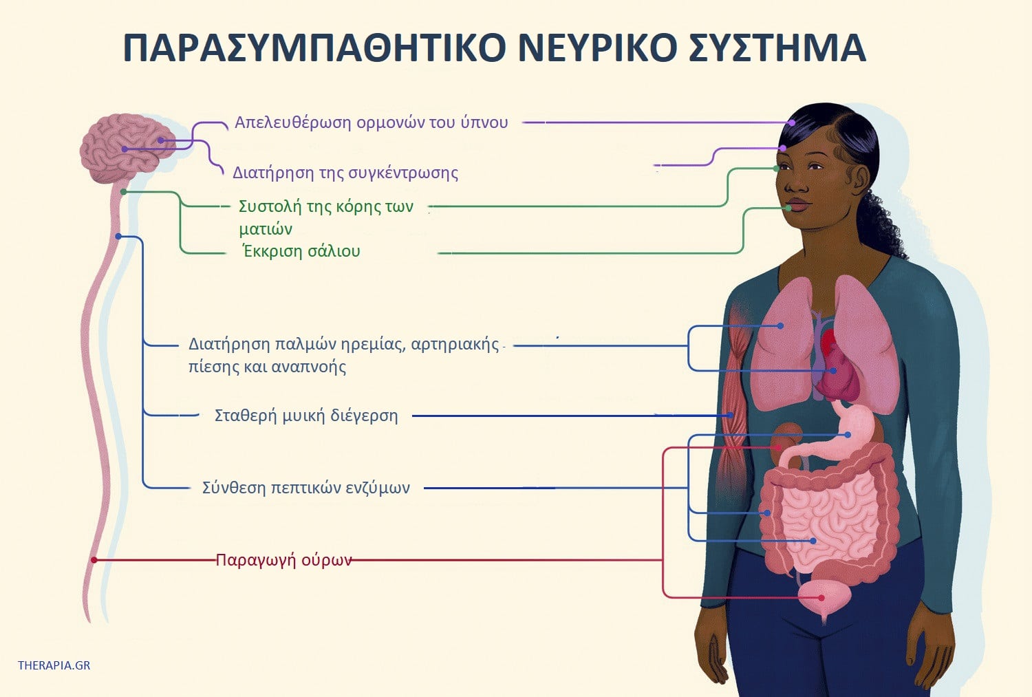 Ενεργοποίηση παρασυμπαθητικού, Παρασυμπαθητικό νευρικό σύστημα, Νευρικό σύστημα