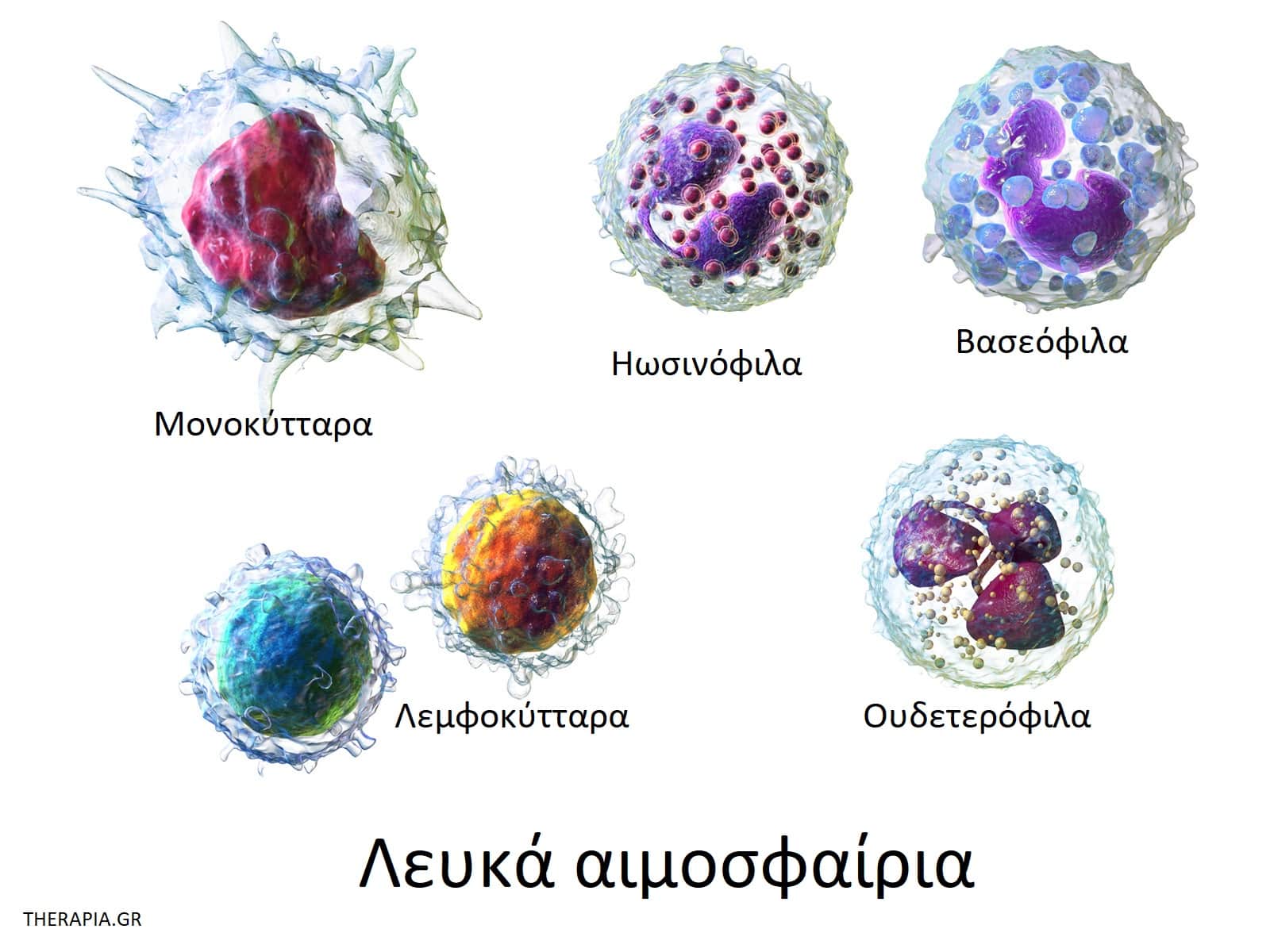 Λευκά αιμοσφαίρια, Εξετάσεις αίματος, Τιμές λευκών αιμοσφαιρίων
