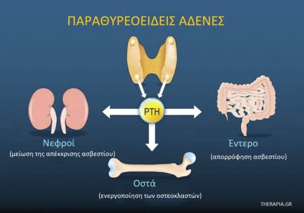 Παραθορμόνη, Παραθυροειδείς αδένες, Αιματολογικές εξετάσεις