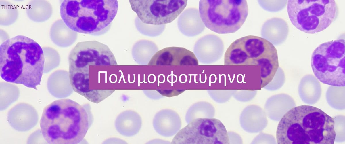 Πολυμορφοπύρηνα, Ουδετερόφιλα, Εξέταση για πολυμορφοπύρηνα, Φυσιολογικές τιμές πολυμορφοπύρηνων, Υψηλές τιμές πολυμορφοπύρηνων, Χαμηλές τιμές πολυμορφοπύρηνων, Φάρμακα που επηρεάζουν τα πολυμορφοπύρηνα, Ουδετεροφιλία, Ουδετεροπενία